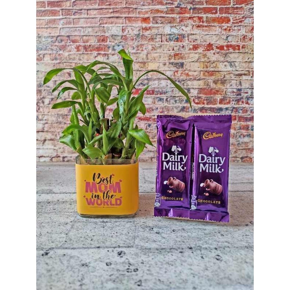 Dazzling Hamper of Bamboo plant & Tremendous Dairy Milk Silk