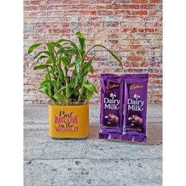 Dazzling Hamper of Bamboo plant & Tremendous Dairy Milk Silk