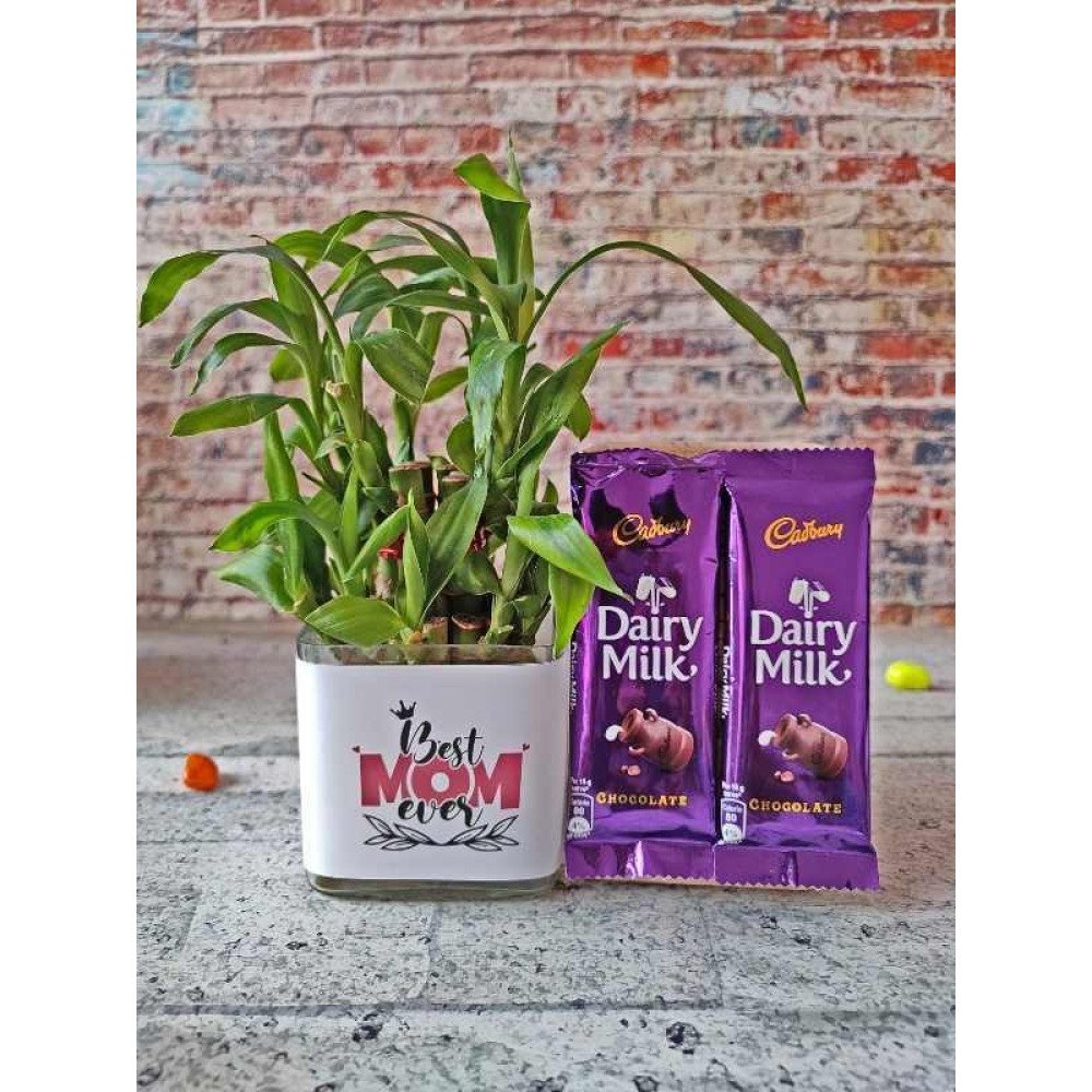 Good Fortune Bamboo Plant with Delicate Chocolates