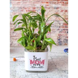 Good Fortune Bamboo Plant with Delicate Chocolates