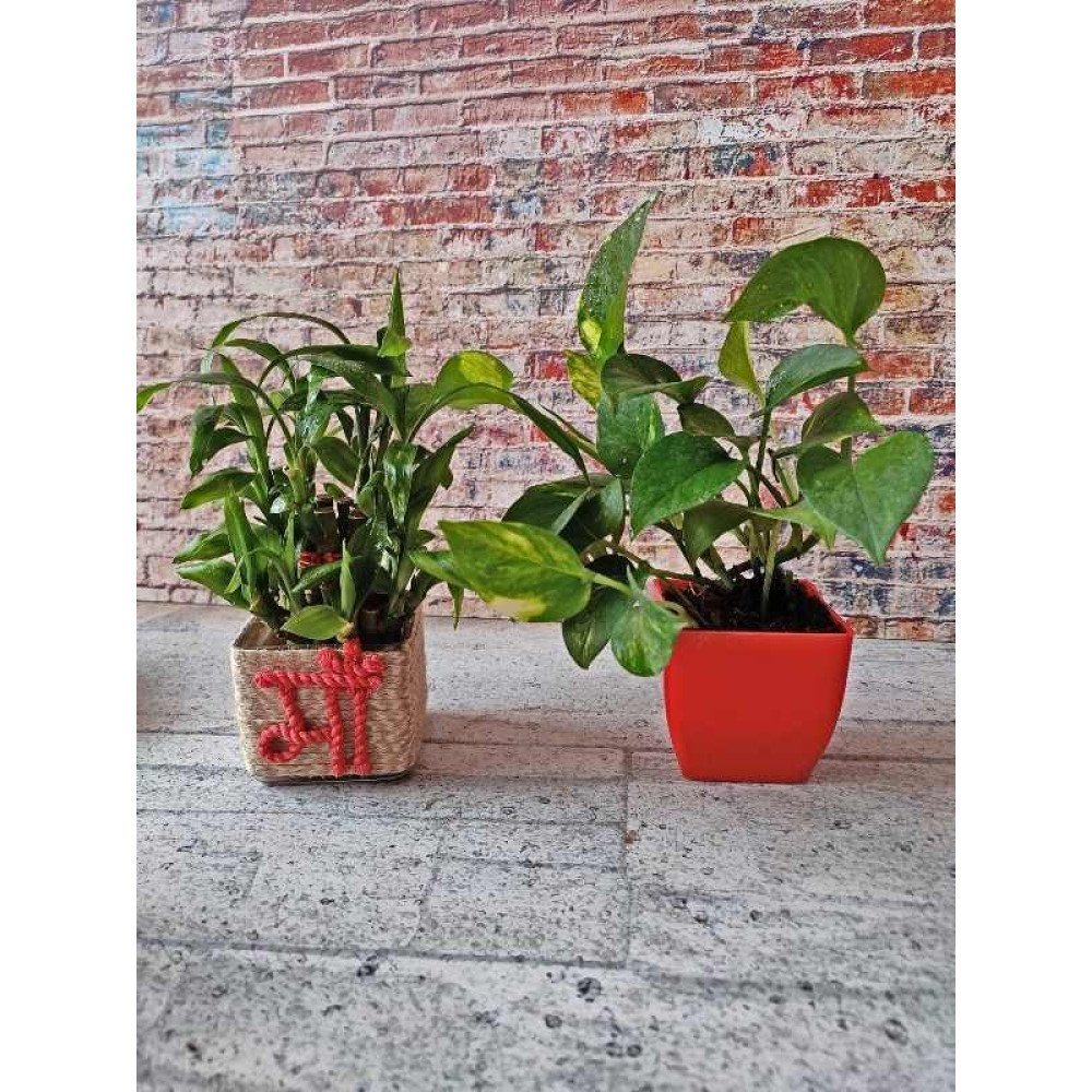 Alluring Houseplant Combo