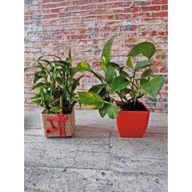 Alluring Houseplant Combo