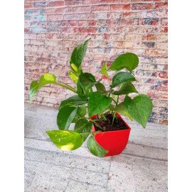 Alluring Houseplant Combo
