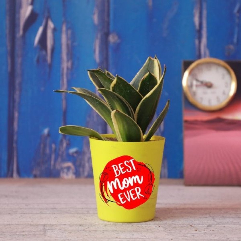 Sansevieria Plant With Yellow Pot