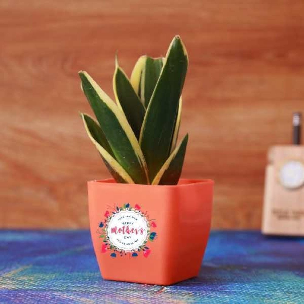Sansevieria Milt With Orange Plastic Pot