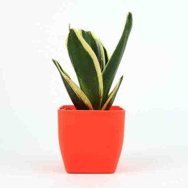 Sansevieria Milt With Orange Plastic Pot