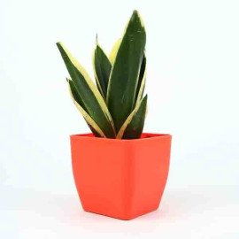 Sansevieria Milt With Orange Plastic Pot