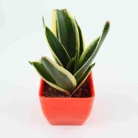 Sansevieria Milt With Orange Plastic Pot