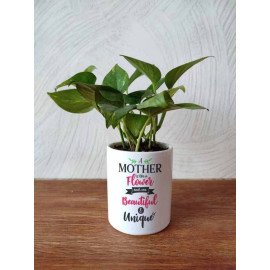 Buy Good Fortune Money Plant with Ceramic Pot