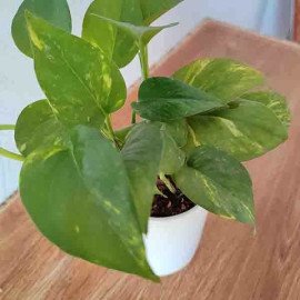 Buy Good Fortune Money Plant with Ceramic Pot