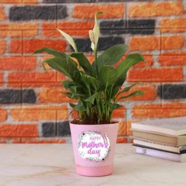 Peace lily Plant with Pink Pot