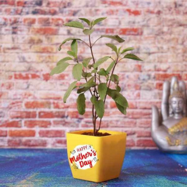 Buy Tulsi Plant in Decent Yellow Vase Online