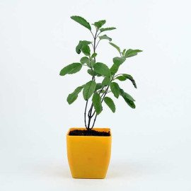 Buy Tulsi Plant in Decent Yellow Vase Online