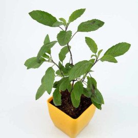 Buy Tulsi Plant in Decent Yellow Vase Online