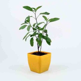 Buy Tulsi Plant in Decent Yellow Vase Online