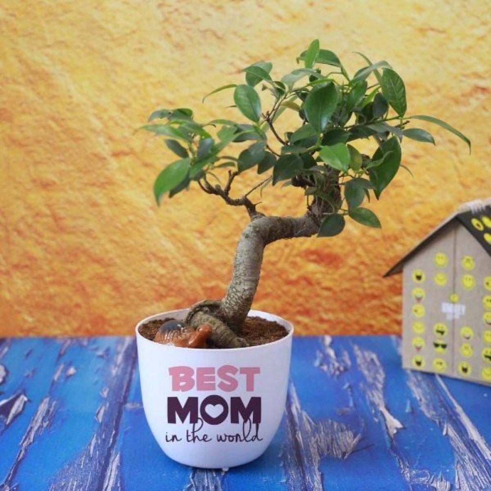 Awesome Ficus S-shaped Bonsai Plant
