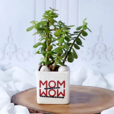 Beautiful Jade plant in Mom printed Ceramic pot