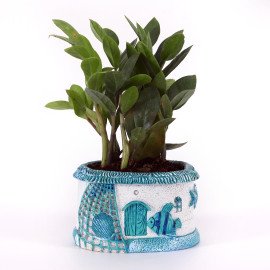 Zamia Plant In Blue Sea Planter