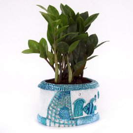 Zamia Plant In Blue Sea Planter