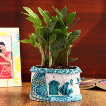 Zamia Plant In Blue Sea Planter