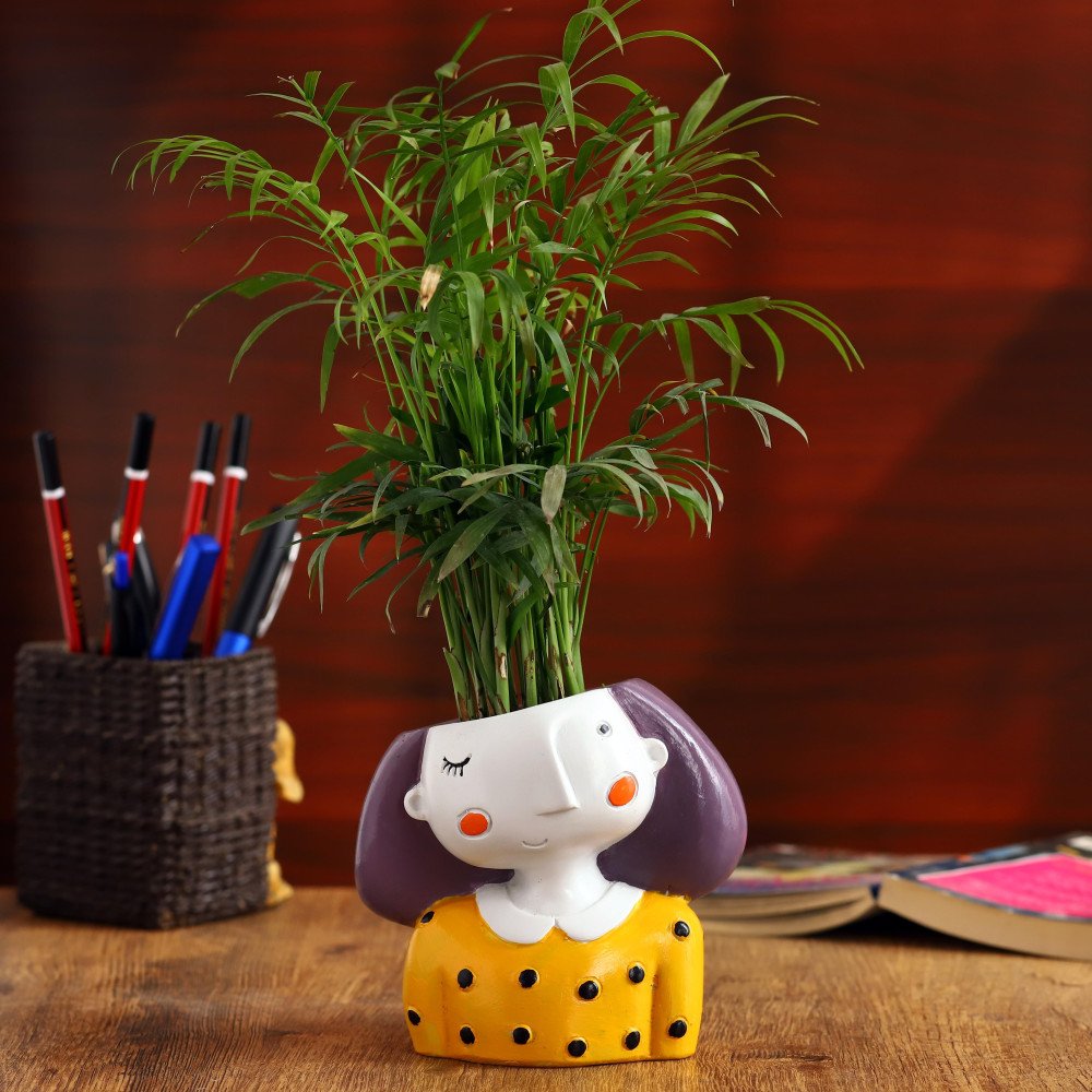 Chamaedorea Plant in yellow Girls Planter