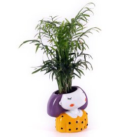 Chamaedorea Plant in yellow Girls Planter