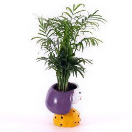 Chamaedorea Plant in yellow Girls Planter