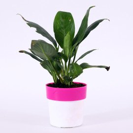 Peace lily plant in Pink and white Planer