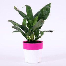Peace lily plant in Pink and white Planer
