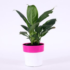 Peace lily plant in Pink and white Planer