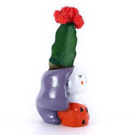 Moon cactus in Orange Girl Planter