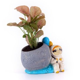 Syngonium Plant in unique Planter