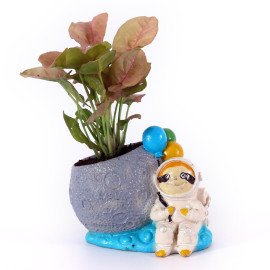 Syngonium Plant in unique Planter