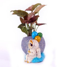 Syngonium Plant in unique Planter