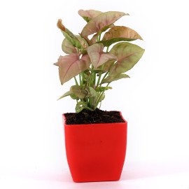 Syngonium Plant in Red Planter