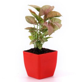 Syngonium and Moneny Plant in Red and white Planter