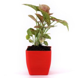Syngonium and Moneny Plant in Red and white Planter
