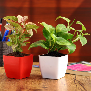 Syngonium and Moneny Plant in Red and white Planter