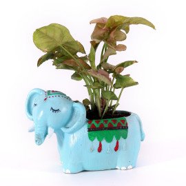 Money Plant in animal shape cute Planter