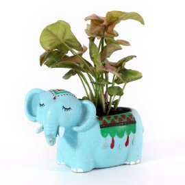 Money Plant in animal shape cute Planter