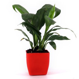 Peace lily plant in Red Planer