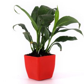 Peace lily plant in Red Planer