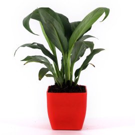Peace lily plant in Red Planer