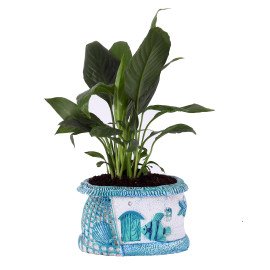 Peace lily plant in Blue Sea Planter