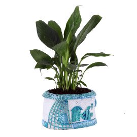 Peace lily plant in Blue Sea Planter
