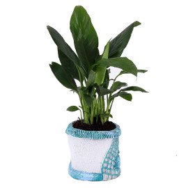 Peace lily plant in Blue Sea Planter
