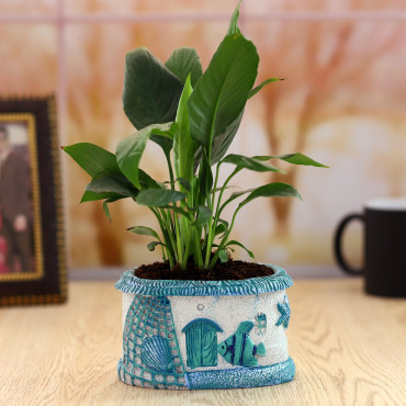 Peace lily plant in Blue Sea Planter