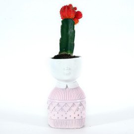 Moon catus plant in Pink Boy Planter