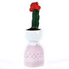Moon catus plant in Pink Boy Planter