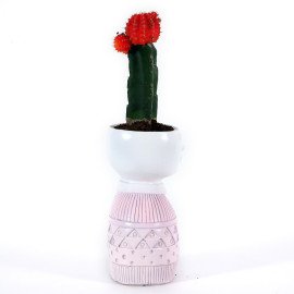 Moon catus plant in Pink Boy Planter